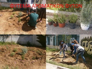 ΦΥΤΕΜΑ ΑΡΩΜΑΤΙΚΩΝ ΦΥΤΩΝ
 