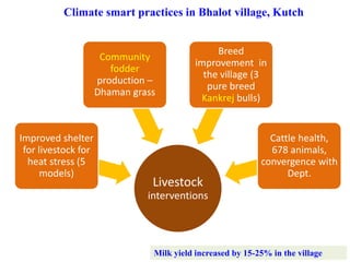 Climate smart practices in Bhalot village, Kutch
Livestock
interventions
Improved shelter
for livestock for
heat stress (5
models)
Community
fodder
production –
Dhaman grass
Breed
improvement in
the village (3
pure breed
Kankrej bulls)
Cattle health,
678 animals,
convergence with
Dept.
Milk yield increased by 15-25% in the village
 