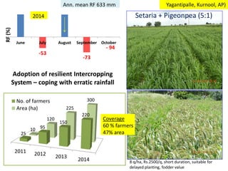 Yagantipalle, Kurnool, AP)
Setaria + Pigeonpea (5:1)
Adoption of resilient Intercropping
System – coping with erratic rainfall
-53
-73
- 94
June July August September October
RF(%)
2014
Ann. mean RF 633 mm
2011 2012 2013
2014
25
95
150
220
10
120
225
300No. of farmers
Area (ha)
Coverage
60 % farmers
47% area
8 q/ha, Rs.2500/q, short duration, suitable for
delayed planting, fodder value
 
