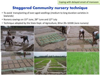 Staggered Community nursery technique
• To avoid transplanting of over-aged seedlings (medium to long duration varieties in
lowlands)
• Nursery sowings on 15th June, 28th June and 12th July
• Technique adopted by the State Dept. of Agriculture, Bihar (Rs 16500 /acre nursery)
Coping with delayed onset of monsoon
 