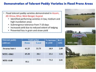 Tolerant paddy
cultivars
Yield (q/ha) % increase
in yield
B: C
ratioDemo Local
Swarna Sub-1 41.25 33.75 18.9 2.09
MTU-1061 45.28 28.1 23.1 1.84
MTU-1140
55.1
31.8 73.2 2.01
Demonstration of Tolerant Paddy Varieties in Flood Prone Areas
MTU-1061
Swarna sub-1
• Flood tolerant paddy varieties demonstrated in Assam,
AP, Orissa, Bihar, West Bengal, Gujarat
• Identified performing varieties in low, medium and
high inundation areas
• Submergence tolerance from 7-10 days
• Increased yield due to reduced extent of lodging
• Prevented loss in grain and straw yield
 