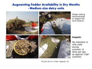 Impact:
No reduction in
milk yield
during
summer; 8
litres per day
as against 3 lpd
(control)
Pit size 16x 6 x 5 feet capacity 8 t
Augmenting Fodder Availability in Dry Months
- Medium size dairy units
Silage making
demonstrated
in Jalgaon KP,
Pune District
 