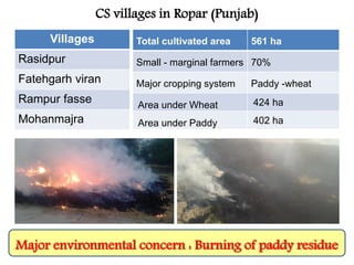 CS villages in Ropar (Punjab)
Total cultivated area 561 ha
Small - marginal farmers 70%
Major cropping system Paddy -wheat
Area under Wheat 424 ha
Area under Paddy 402 ha
Villages
Rasidpur
Fatehgarh viran
Rampur fasse
Mohanmajra
Major environmental concern : Burning of paddy residue
 