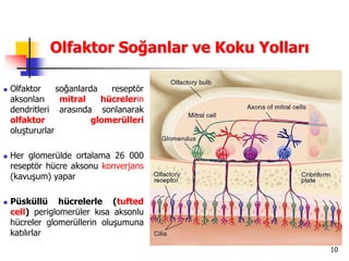 10
Olfaktor Soğanlar ve Koku Yolları
 Olfaktor soğanlarda reseptör
aksonları mitral hücrelerin
dendritleri arasında sonlanarak
olfaktor glomerülleri
oluştururlar
 Her glomerülde ortalama 26 000
reseptör hücre aksonu konverjans
(kavuşum) yapar
 Püsküllü hücrelerle (tufted
cell) periglomerüler kısa aksonlu
hücreler glomerüllerin oluşumuna
katılırlar
 