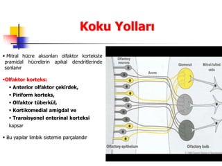 12
Koku Yolları
 Mitral hücre aksonları olfaktor kortekste
pramidal hücrelerin apikal dendritlerinde
sonlanır
Olfaktor korteks:
 Anterior olfaktor çekirdek,
 Piriform korteks,
 Olfaktor tüberkül,
 Kortikomedial amigdal ve
 Transisyonel entorinal korteksi
kapsar
 Bu yapılar limbik sistemin parçalarıdır
 