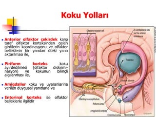 13
Koku Yolları
 Anterior olfaktor çekirdek karşı
taraf olfaktor korteksinden gelen
girdilerin koordinasyonu ve olfaktor
belleklerin bir yandan öteki yana
aktarılması ile,
 Piriform korteks koku
ayırdedilmesi (olfaktor diskrimi-
nasyon) ve kokunun bilinçli
algılanması ile,
 Amigdaller koku ve uyaranlarına
verilen duygusal yanıtlarla ve
 Entorinal korteks ise olfaktor
belleklerle ilgilidir
 