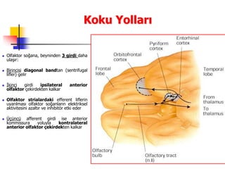 14
Koku Yolları
 Olfaktor soğana, beyninden 3 girdi daha
ulaşır:
 Birincisi diagonal bandtan (sentrifugal
lifler) gelir
 İkinci girdi ipsilateral anterior
olfaktor çekirdekten kalkar
 Olfaktor strialardaki efferent liflerin
uyarılması olfaktor soğanların elektriksel
aktivitesini azaltır ve inhibitör etki eder
 Üçüncü afferent girdi ise anterior
kommissura yoluyla kontralateral
anterior olfaktor çekirdekten kalkar
 