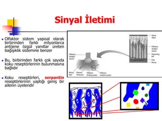 17
Sinyal İletimi
 Olfaktor sistem yapısal olarak
birbirinden farklı milyonlarca
antijene özgül yanıtlar üreten
bağışıklık sistemine benzer
 Bu, birbirinden farklı çok sayıda
koku reseptörlerinin bulunmasına
bağlıdır
 Koku reseptörleri, serpantin
reseptörlerinin yaptığı geniş bir
ailenin üyeleridir
 