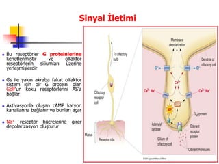18
Sinyal İletimi
 Bu reseptörler G proteinlerine
kenetlenmiştir ve olfaktor
reseptörlerin siliumları üzerine
yerleşmişlerdir
 Gs ile yakın akraba fakat olfaktor
sistem için bir G proteini olan
Golf’un koku reseptörlerini AS’a
bağlar
 Aktivasyonla oluşan cAMP katyon
kanallarına bağlanır ve bunları açar
 Na+ reseptör hücrelerine girer
depolarizasyon oluşturur
 
