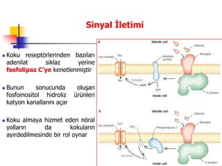 19
Sinyal İletimi
 Koku reseptörlerinden bazıları
adenilat siklaz yerine
fosfolipaz C’ye kenetlenmiştir
 Bunun sonucunda oluşan
fosfoinositol hidroliz ürünleri
katyon kanallarını açar
 Koku almaya hizmet eden nöral
yolların da kokuların
ayırdedilmesinde bir rol oynar
 