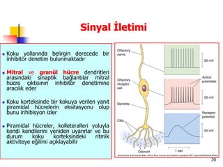20
Sinyal İletimi
 Koku yollarında belirgin derecede bir
inhibitör denetim bulunmaktadır
 Mitral ve granül hücre dendritleri
arasındaki sinaptik bağlantılar mitral
hücre çıktısının inhibitör denetimine
aracılık eder
 Koku korteksinde bir kokuya verilen yanıt
piramidal hücrelerin eksitasyonu olup
bunu inhibisyon izler
 Piramidal hücreler, kolleteralleri yoluyla
kendi kendilerini yeniden uyarırlar ve bu
durum koku korteksindeki ritmik
aktiviteye eğilimi açıklayabilir
 