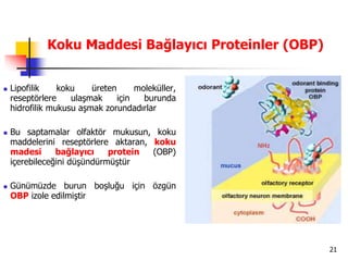 21
Koku Maddesi Bağlayıcı Proteinler (OBP)
 Lipofilik koku üreten moleküller,
reseptörlere ulaşmak için burunda
hidrofilik mukusu aşmak zorundadırlar
 Bu saptamalar olfaktör mukusun, koku
maddelerini reseptörlere aktaran, koku
madesi bağlayıcı protein (OBP)
içerebileceğini düşündürmüştür
 Günümüzde burun boşluğu için özgün
OBP izole edilmiştir
 