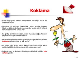 23
Koklama
 Burun boşluğunda olfaktör reseptörlerin bulunduğu bölüm iyi
havalandırılamaz
 Normalde her solunum döngüsünde, girdap akımları havanın
küçük bir bölümünü olfaktör membrandan geçirir, büyük bölümü
konkalardan laminar tarzda akar
 Bu girdap akımlarının nedeni, sıcak mukozaya soğuk havanın
çarpması ile oluşan konveksiyondur
 Olfaktör reseptörlerin bulunduğu bölgeye ulaşan havanın miktarı
koklama olayı ile büyük ölçüde artırılır
 Bu eylem, hava akışını yukarı doğru yönlendirmek üzere burun
delikleri alt bölümlerinin septuma doğru kasılmasını içerir
 Koklama; yeni bir kokunun dikkat çekmesi halinde görülen yarı
refleks yanıttır
 