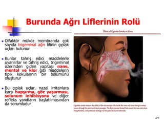 24
Burunda Ağrı Liflerinin Rolü
 Olfaktör müköz membranda çok
sayıda trigeminal ağrı lifinin çıplak
uçları bulunur
 Bunlar tahriş edici maddelerle
uyarılırlar ve tahriş edici, trigeminal
üzerinden giden yapıtaşı nane,
mentol ve klor gibi maddelerin
tipik kokularının bir bölümünü
oluşturur
 Bu çıplak uçlar, nazal irritanlara
karşı hapşırma, göz yaşarması,
solunum inhibisyonu ve diğer
refleks yanıtların başlatılmasından
da sorumludur
 