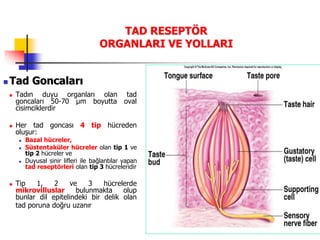 28
TAD RESEPTÖR
ORGANLARI VE YOLLARI
 Tad Goncaları
 Tadın duyu organları olan tad
goncaları 50-70 µm boyutta oval
cisimciklerdir
 Her tad goncası 4 tip hücreden
oluşur:
 Bazal hücreler,
 Süstentaküler hücreler olan tip 1 ve
tip 2 hücreler ve
 Duyusal sinir lifleri ile bağlantılar yapan
tad reseptörleri olan tip 3 hücreleridir
 Tip 1, 2 ve 3 hücrelerde
mikrovilluslar bulunmakta olup
bunlar dil epitelindeki bir delik olan
tad poruna doğru uzanır
 