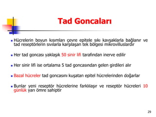 29
Tad Goncaları
 Hücrelerin boyun kısımları çevre epitele sıkı kavşaklarla bağlanır ve
tad reseptörlerin sıvılarla karşılaşan tek bölgesi mikrovilluslardır
 Her tad goncası yaklaşık 50 sinir lifi tarafından inerve edilir
 Her sinir lifi ise ortalama 5 tad goncasından gelen girdileri alır
 Bazal hücreler tad goncasını kuşatan epitel hücrelerinden doğarlar
 Bunlar yeni reseptör hücrelerine farklılaşır ve reseptör hücreleri 10
günlük yarı ömre sahiptir
 