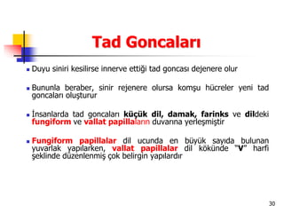 30
Tad Goncaları
 Duyu siniri kesilirse innerve ettiği tad goncası dejenere olur
 Bununla beraber, sinir rejenere olursa komşu hücreler yeni tad
goncaları oluşturur
 İnsanlarda tad goncaları küçük dil, damak, farinks ve dildeki
fungiform ve vallat papillaların duvarına yerleşmiştir
 Fungiform papillalar dil ucunda en büyük sayıda bulunan
yuvarlak yapılarken, vallat papillalar dil kökünde “V” harfi
şeklinde düzenlenmiş çok belirgin yapılardır
 