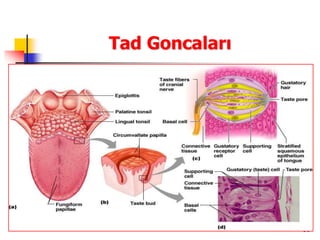 31
Tad Goncaları
 