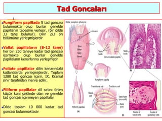 32
Tad Goncaları
Fungiform papillada 5 tad goncası
bulunmakta olup bunlar genelde
papillanın tepesine yerleşir, (bir dilde
33 tane bulunur). Dilin 2/3 ön
bölümüne yerleşmişlerdir
Vallat papillaların (8-12 tane)
her biri 250 taneye kadar tad goncası
içermekte olup bunlar genelde
papillaların kenarlarına yerleşmiştir
Foliate papillalar dilin kenarındaki
katlantılarda yerleşmişlerdir. Toplam
1280 tad goncası içerir. IX. Kranial
sinir tarafından inerve edilir.
Filiform papillalar dil sırtını örten
küçük koni şeklinde olan ve genelde
tad goncası içermeyen papillalar
Dilde toplam 10 000 kadar tad
goncası bulunmaktadır
 