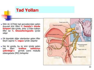 33
Tad Yolları
 Dilin ön 2/3’teki tad goncalarından gelen
duyusal sinir lifleri N. fasialis’in korda
timpani dalı içinde, arka 1/3’den kalkan
lifler ise N. Glossofaringealis içinde
ulaşır
 Dil dışındaki diğer alanlardan gelen lifler
beyin sapına N. vagus içinde ulaşırlar
 Her iki yanda, bu üç sinir içinde gelen
tad lifleri traktus solitarius
çekirdeğine girmek üzere medulla
oblangatada (MO) birleşirler
 
