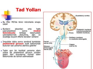 34
Tad Yolları
 Bu lifler MO’da ikinci nöronlarla sinaps
yapar
 Bunların aksonları orta hattı
çaprazladıktan sonra medial
lemniskusta birleşip talamustaki
çekirdeklerinde dokunma, ağrı ve
sıcaklığa duyarlı liflerle beraber sonlanır
 İmpulslar daha sonra serebral kortekste
postsentral girusun ayak bölümünde
bulunan tad yansıma alanına giderler
 Tadın ayrı bir kortikal yansıma alanı
yoksa da postsentral girusun yüzden
gelen deri duyularına hizmet eden
bölümünde de temsil edilmektedir
 