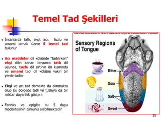 35
Temel Tad Şekilleri
 İnsanlarda tatlı, ekşi, acı, tuzlu ve
umami olmak üzere 5 temel tad
bulunur
 Acı maddeler dil kökünde “tadılırken”
ekşi dilin kenarı boyunca tatlı dil
ucunda, tuzlu dil sırtının ön kısmında
ve umami tadı dil köküne yakın bir
yerde tadılır
 Ekşi ve acı tad damakta da alınmakta
olup bu bölgede tatlı ve tuzluya da bir
miktar duyarlılık gösterir
 Farinks ve epiglot bu 5 duyu
modalitesinin tümünü alabilmektedir
 