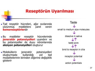 37
Reseptörün Uyarılması
 Tad reseptör hücreleri, ağız sıvılarında
çözünmüş maddelere yanıt veren
kemoreseptörlerdir
 Bu maddeler reseptör hücrelerinde
jeneratör potansiyelleri uyandırır ve
bu potansiyeller de duyu nöronlarında
aksiyon potansiyelleri oluşturur
 Moleküllerin jeneratör potansiyelleri
oluşturmada kullandığı yol tad
modalitelerinin birinden diğerine değişiklik
gösterir
 