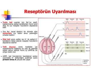 38
Reseptörün Uyarılması
 Tuzlu tad uyarılar için Na+’un pasif,
kapılanmamış apikal kanallardan hücre içine
akışı ile tuz reseptör hücrelerini depolarize
eder
 Zira Na+ kanal blokörü bir diüretik olan
amiloridin tuz tadını alma yeteneğini
ortadan kaldırır
 Ekşi tad veren asitler ise H+ ile apikal K+
kanallarını bloke ederek reseptör hücrelerini
depolarize ederler
 Tatlı duyusu veren maddeler zar
reseptörlerine bağlanıp Gs yolu ile adenilat
siklazı aktive ederek hücre içi cAMP’de bir
artışa neden olur
 cAMP, tad hücrelerinin bazolateral zarları
üzerindeki K+ iletkenliğini azaltmak üzere
protein kinaz A yoluyla etki yapar
 