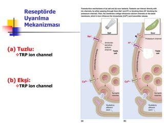 40
(a) Tuzlu:
TRP ion channel
(b) Ekşi:
TRP ion channel
Reseptörde
Uyarılma
Mekanizması
 