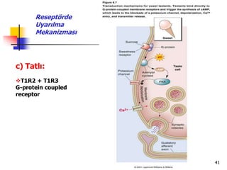 41
c) Tatlı:
T1R2 + T1R3
G-protein coupled
receptor
Reseptörde
Uyarılma
Mekanizması
 