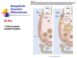 42
d) Acı:
T2R G-protein
coupled receptor
Reseptörde
Uyarılma
Mekanizması
 