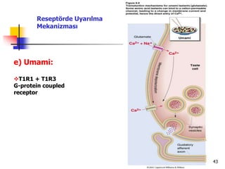 43
e) Umami:
T1R1 + T1R3
G-protein coupled
receptor
Reseptörde Uyarılma
Mekanizması
 