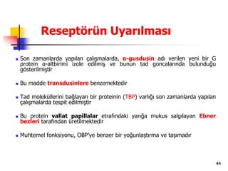 44
Reseptörün Uyarılması
 Son zamanlarda yapılan çalışmalarda, α-gusdusin adı verilen yeni bir G
protein α-altbirimi izole edilmiş ve bunun tad goncalarında bulunduğu
gösterilmiştir
 Bu madde transdusinlere benzemektedir
 Tad moleküllerini bağlayan bir proteinin (TBP) varlığı son zamanlarda yapılan
çalışmalarda tespit edilmiştir
 Bu protein vallat papillalar etrafındaki yarığa mukus salgılayan Ebner
bezleri tarafından üretilmektedir
 Muhtemel fonksiyonu, OBP’ye benzer bir yoğunlaştırma ve taşımadır
 