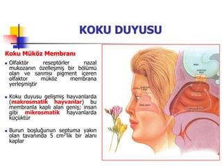 5
KOKU DUYUSU
Koku Müköz Membranı
 Olfaktör reseptörler nazal
mukozanın özelleşmiş bir bölümü
olan ve sarımsı pigment içeren
olfaktor müköz membrana
yerleşmiştir
 Koku duyusu gelişmiş hayvanlarda
(makrosmatik hayvanlar) bu
membranla kaplı alan geniş; insan
gibi mikrosmatik hayvanlarda
küçüktür
 Burun boşluğunun septuma yakın
olan tavanında 5 cm2’lik bir alanı
kaplar
 