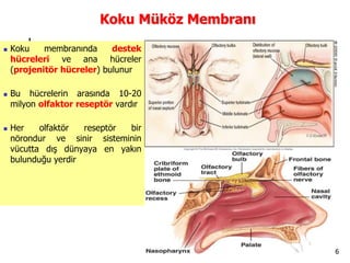 6
Koku Müköz Membranı
 Koku membranında destek
hücreleri ve ana hücreler
(projenitör hücreler) bulunur
 Bu hücrelerin arasında 10-20
milyon olfaktor reseptör vardır
 Her olfaktör reseptör bir
nörondur ve sinir sisteminin
vücutta dış dünyaya en yakın
bulunduğu yerdir
 