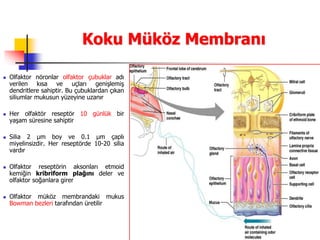 7
Koku Müköz Membranı
 Olfaktor nöronlar olfaktor çubuklar adı
verilen kısa ve uçları genişlemiş
dendritlere sahiptir. Bu çubuklardan çıkan
siliumlar mukusun yüzeyine uzanır
 Her olfaktör reseptör 10 günlük bir
yaşam süresine sahiptir
 Silia 2 µm boy ve 0.1 µm çaplı
miyelinsizdir. Her reseptörde 10-20 silia
vardır
 Olfaktor reseptörin aksonları etmoid
kemiğin kribriform plağını deler ve
olfaktor soğanlara girer
 Olfaktor müköz membrandaki mukus
Bowman bezleri tarafından üretilir
 