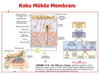 8
Koku Müköz Membranı
Transdüksiyon
 
