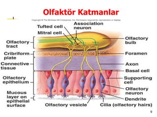 9
Olfaktör Katmanlar
 