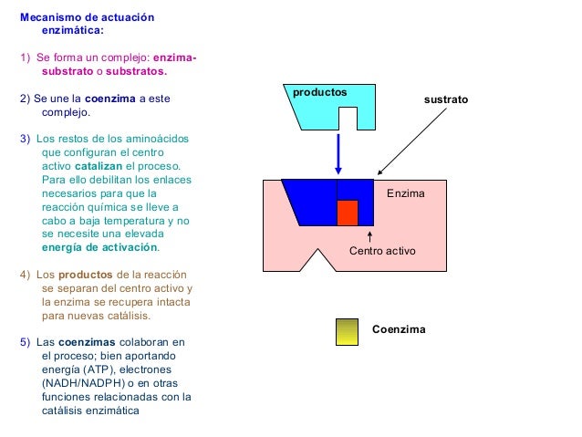 Modo de acción de un enzima