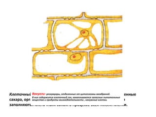 Клеточный сок- водянистая жидкость, содержащая растворенные
сахара, органические кислоты и минеральные соли. Вакуоли
заполняются клеточным соком в процессе всей жизни клетки.
Вакуоли- резервуары, отделенные от цитоплазмы мембраной.
В них содержится клеточный сок, накапливаются запасные питательные
вещества и продукты жизнедеятельности , ненужные клетки.
 