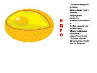 Я
Д
Р
О
Плотное округлое
тельце.
Важнейшая часть
клетки.
Регулирует
процессы
жизнедеятельност
и.
В ядре находятся
хромосомы,
обеспечивающие
передачу
наследственных
свойств клетки
дочерним клеткам
при ее делении.
 