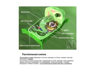 Растительная клетка
Клеточная стенка покрывает клетку снаружи, ее более тонкие участки
называют порами.
Клеточная стенка бесцветная, прозрачная и очень прочная. Она сохраняет
форму клетки и защищает ее содержимое. Под клеточной стенкой
находится тонкая пленка- клеточная(цитоплазматическая ) мембрана.
 
