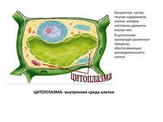 ЦИТОПЛАЗМА- внутренняя среда клетки
Бесцветное, густое,
тягучее содержимое
клетки, которое
постоянно движется
внутри нее.
В цитоплазме
происходят различные
процессы,
обеспечивающие
жизнедеятельность
клетки.
 