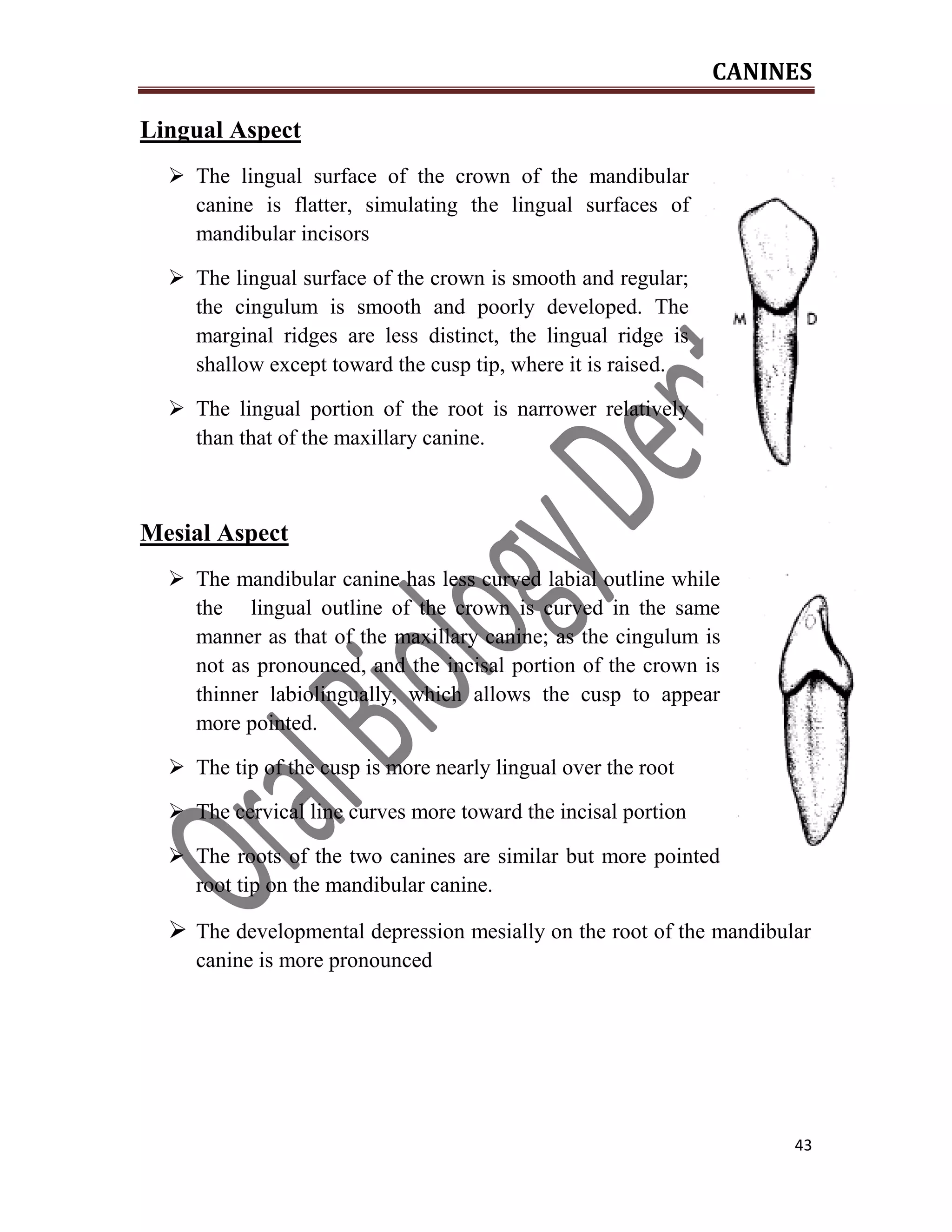 CANINES
43
Lingual Aspect
 The lingual surface of the crown of the mandibular
canine is flatter, simulating the lingual surfaces of
mandibular incisors
 The lingual surface of the crown is smooth and regular;
the cingulum is smooth and poorly developed. The
marginal ridges are less distinct, the lingual ridge is
shallow except toward the cusp tip, where it is raised.
 The lingual portion of the root is narrower relatively
than that of the maxillary canine.
Mesial Aspect
 The mandibular canine has less curved labial outline while
the lingual outline of the crown is curved in the same
manner as that of the maxillary canine; as the cingulum is
not as pronounced, and the incisal portion of the crown is
thinner labiolingually, which allows the cusp to appear
more pointed.
 The tip of the cusp is more nearly lingual over the root
 The cervical line curves more toward the incisal portion
 The roots of the two canines are similar but more pointed
root tip on the mandibular canine.
 The developmental depression mesially on the root of the mandibular
canine is more pronounced
 