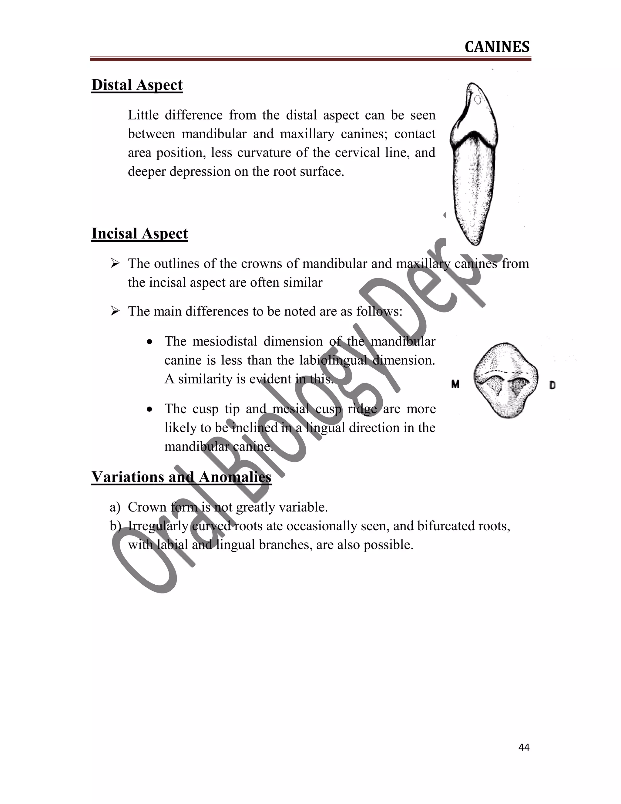 CANINES
44
Distal Aspect
Little difference from the distal aspect can be seen
between mandibular and maxillary canines; contact
area position, less curvature of the cervical line, and
deeper depression on the root surface.
Incisal Aspect
 The outlines of the crowns of mandibular and maxillary canines from
the incisal aspect are often similar
 The main differences to be noted are as follows:
 The mesiodistal dimension of the mandibular
canine is less than the labiolingual dimension.
A similarity is evident in this.
 The cusp tip and mesial cusp ridge are more
likely to be inclined in a lingual direction in the
mandibular canine.
Variations and Anomalies
a) Crown form is not greatly variable.
b) Irregularly curved roots ate occasionally seen, and bifurcated roots,
with labial and lingual branches, are also possible.
 