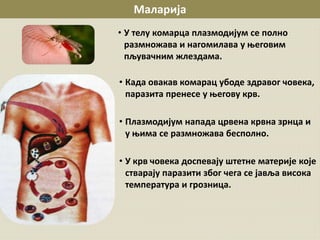 Маларија
• У телу комарца плазмодијум се полно
размножава и нагомилава у његовим
пљувачним жлездама.
• Када овакав комарац убоде здравог човека,
паразита пренесе у његову крв.
• Плазмодијум напада црвена крвна зрнца и
у њима се размножава бесполно.
• У крв човека доспевају штетне материје које
стварају паразити због чега се јавља висока
температура и грозница.
 