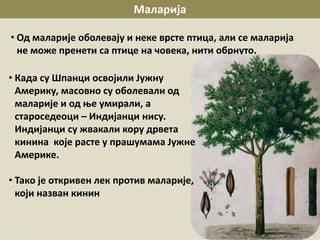Маларија
• Од маларије оболевају и неке врсте птица, али се маларија
не може пренети са птице на човека, нити обрнуто.
• Када су Шпанци освојили Јужну
Америку, масовно су оболевали од
маларије и од ње умирали, а
староседеоци – Индијанци нису.
Индијанци су жвакали кору дрвета
кинина које расте у прашумама Јужне
Америке.
• Тако је откривен лек против маларије,
који назван кинин
 