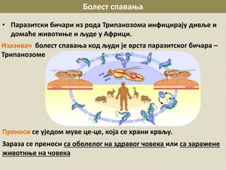 Болест спавања
• Паразитски бичари из рода Трипанозома инфицирају дивље и
домаће животиње и људе у Африци.
Изазивач болест спавања код људи је врста паразитског бичара –
Трипанозоме
Преноси се уједом муве це-це, која се храни крвљу.
Зараза се преноси са оболелог на здравог човека или са заражене
животиње на човека
 
