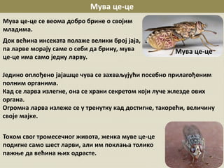 Мува це-це
Мува це-це
Мува це-це се веома добро брине о својим
младима.
Док већина инсеката полаже велики број јаја,
па ларве морају саме о себи да брину, мува
це-це има само једну ларву.
Једино оплођено јајашце чува се захваљујући посебно прилагођеним
полним органима.
Кад се ларва излегне, она се храни секретом који луче жлезде ових
органа.
Огромна ларва излеже се у тренутку кад достигне, такорећи, величину
своје мајке.
Током свог тромесечног живота, женка муве це-це
подигне само шест ларви, али им поклања толико
пажње да већина њих одрасте.
 