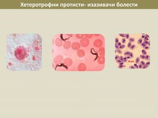 Хетеротрофни протисти- изазивачи болести
 